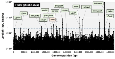 微生物の運動性とエネルギー生産の協調的制御機構を同定 ～微生物の病原性の理解や物質生産への応用に期待～