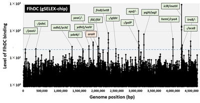 図1.本研究グループにより独自に開発されたGenomic SELEX法を用いて同定されたFlhDCの大腸菌ゲノム上の結合領域。結合領域に隣接する遺伝子名が示されている(緑色は遺伝子間領域、橙色は遺伝子上領域を示す)。
