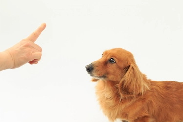 愛犬のしつけって難しい・・・。どうすればいいの？