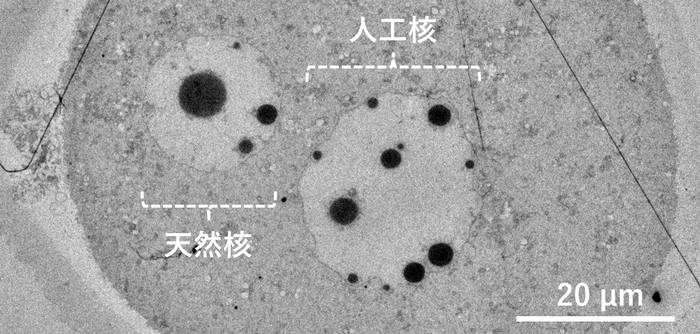 マウス卵子内に構築された人工細胞核の電子顕微鏡写真。　精製したDNA溶液を用いて構築した人工細胞核（右）は、卵子由来の天然の細胞核（左）と形態が酷似していた。