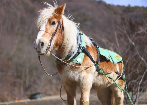 後継馬を仲間に入れて 馬との暮らしを継続発展を目指す クラウドファンディングを4月17日まで受付中