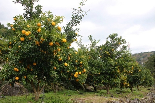 柚子畑