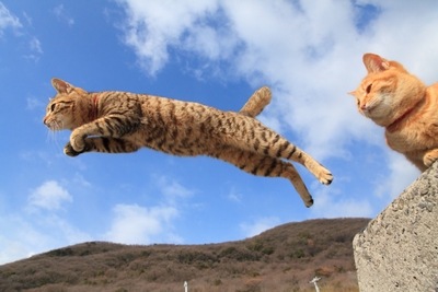 猫写真14
