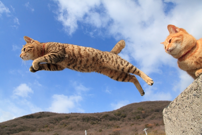 猫写真14