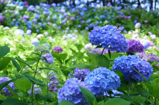 憂いを帯びて風情がある梅雨の彩り(イメージ)