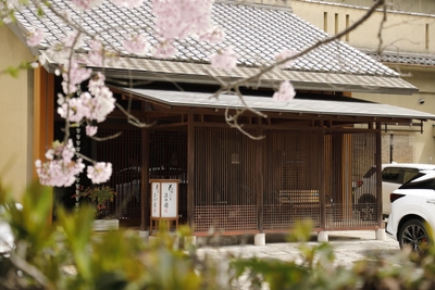 春は桜が満開