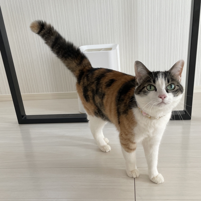 よもぎちゃん