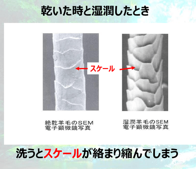 【羊毛が絡み合って縮まる要因】そこにはいききとしたスケールがあった
