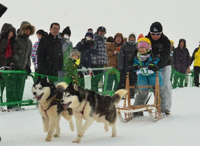 犬ぞりチャレンジ(犬ぞり体験レース)