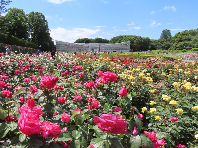 春のばら園（令和６年撮影）