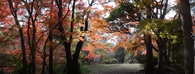 【動画】多摩丘陵でゆるハイキング　紅葉の里山・雑木林を歩こう