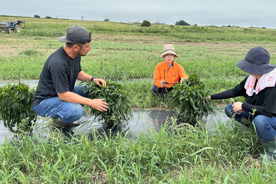 春に植えた、一の坊ファームの青唐辛子の様子(8月)