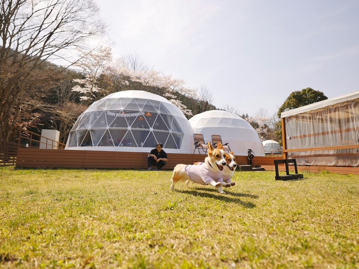 約600m2(200坪)以上のプライベートドッグラン