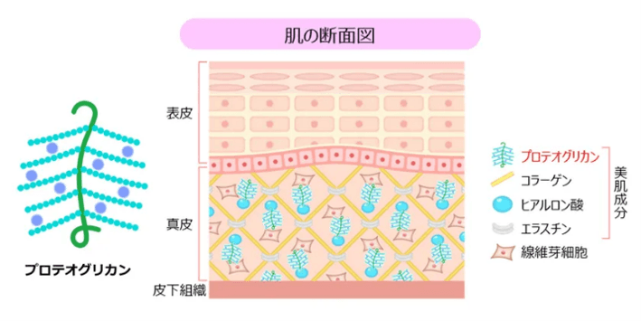 肌の断面図