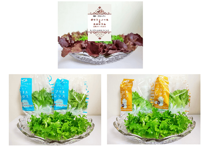 『お試しキャンペーン』(上中央)Ca&ポリフェノール-リッチ レッドリーフレタス(左下)低カリウムレタス(右下)Ca-リッチレタス