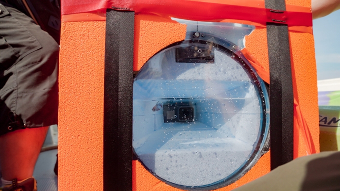 無事に生還した魚(ベタ)