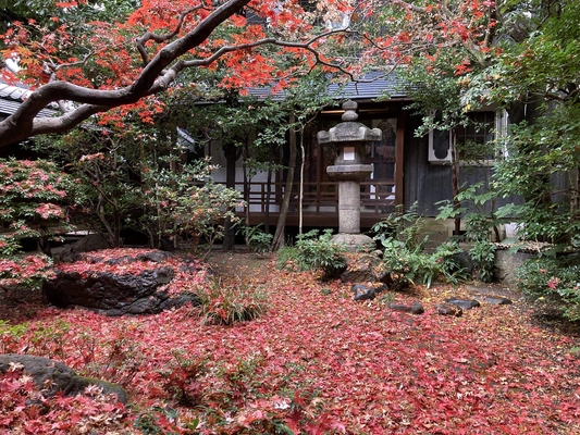 『紅葉の京都で特別なひとときを-舞妓さんと過ごす「お茶会」』を 京都・町家にて12月15日開催