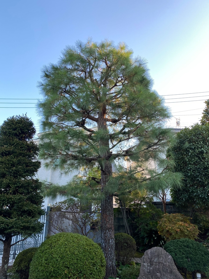 大きな木の剪定後