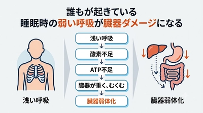 ⭐眠りづらさの正体──シリーズ第六回　臓器の形が変わる──重い・むくむ・下がるという"上流構造"