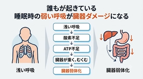 ⭐眠りづらさの正体──シリーズ第六回　臓器の形が変わる──重い・むくむ・下がるという"上流構造"