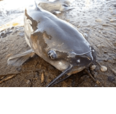 布目ダムで釣りあげられたアメリカナマズ