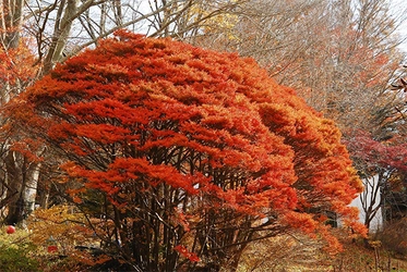 六甲高山植物園 樹齢約100年の大木！ ドウダンツツジの紅葉が見頃 夜間イベント「ひかりの森～夜の芸術散歩～」も開催中