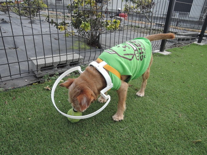 視力を失った愛犬を衝突から守る!「ドッグバンパー・イージー」