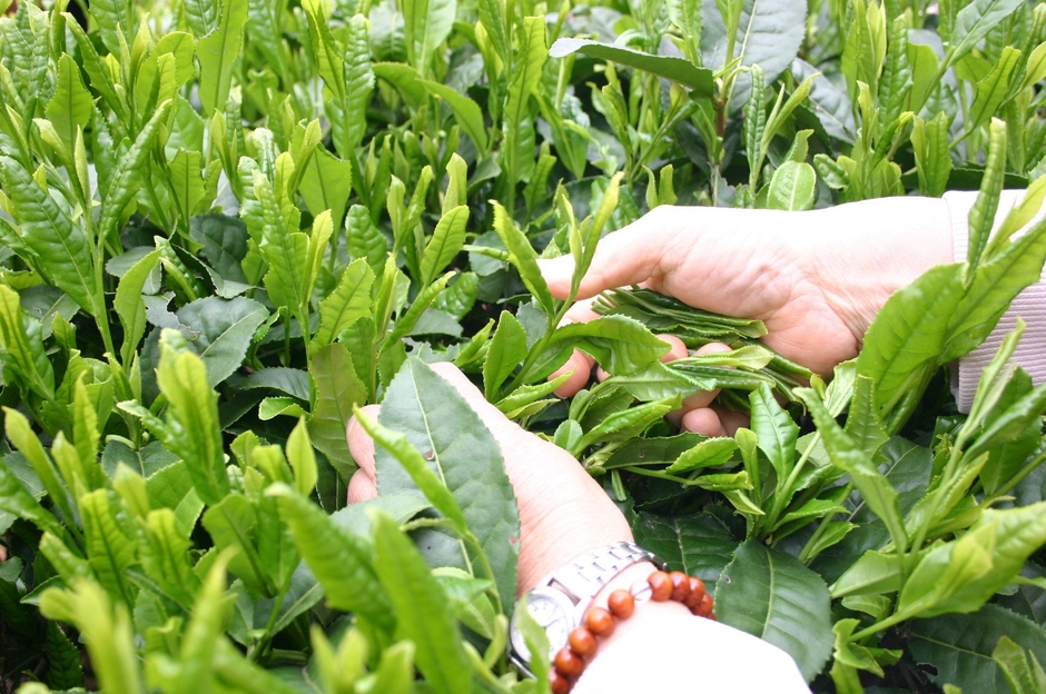 新茶摘み体験-4