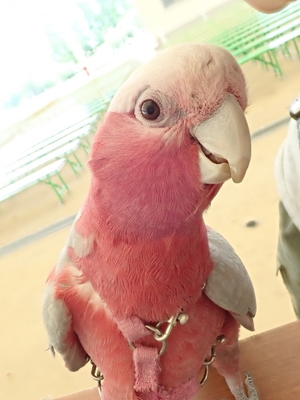 モモイロインコのミスティ―