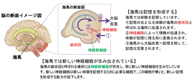 記憶力を低下させるタンパク質を発見！ ～神経幹細胞からの神経新生を妨げる「フラクタルカイン」～