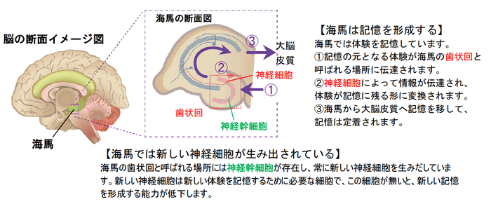 海馬での記憶形成