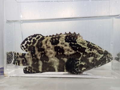 モンゴルで養殖されるハイブリッドハタ