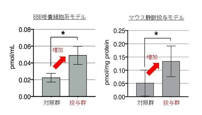 植物性セラミド投与前後の脳内の植物性セラミド量の変化