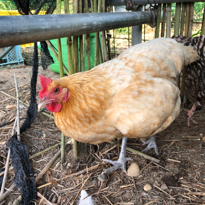 ▲自家農園で平飼いしている鶏
