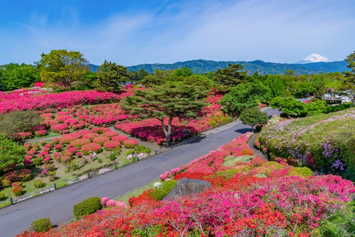 小室山公園つつじ園