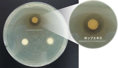 「ホップ」にのど炎症原因菌の殺菌効果！ のど飴のパイオニア企業「カンロ」が確認 