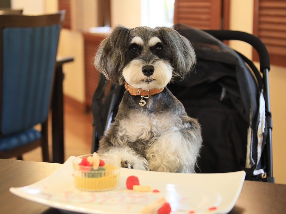 お食事　※イメージ