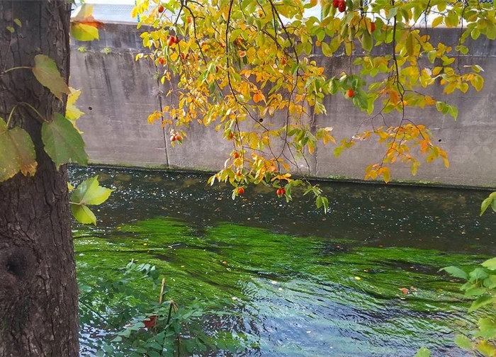 昭和30年ころまで糊をおとしていた妙正寺川