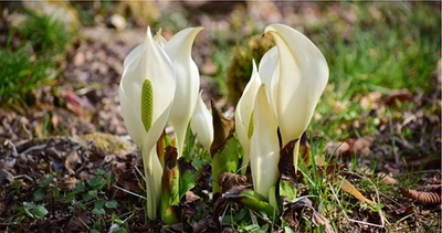 六甲高山植物園～春を告げる純白の花～ 「ミズバショウ」の群落が見頃です！