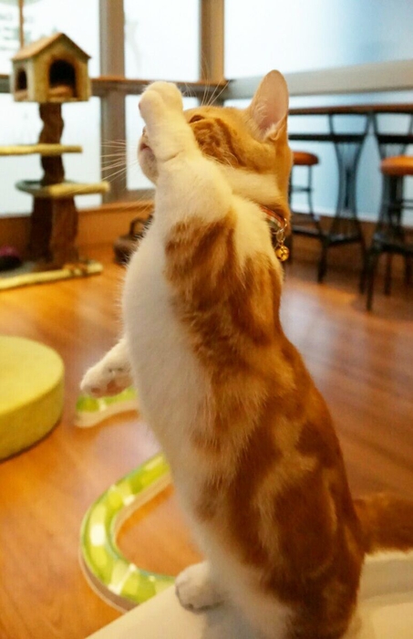 はるま