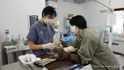 傷付いた希少猛禽類の救命率向上や野生に帰れない猛禽の 継続飼育を目指すクラウドファンディングをREADYFORにて実施