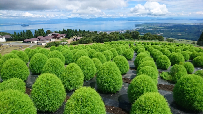 箱館山 コキア