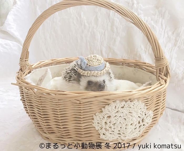 展示予定作品8