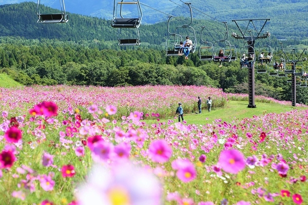 見頃の頃のコスモスとパノラマリフト