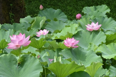 小石川後楽園　蓮の花の見ごろに合わせた夏の早朝開園