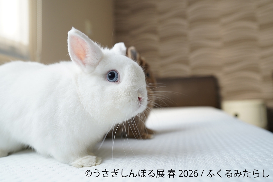 展示作品：ふくるみたらし