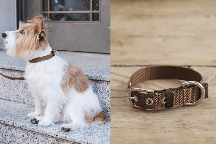 犬用首輪 着用イメージ