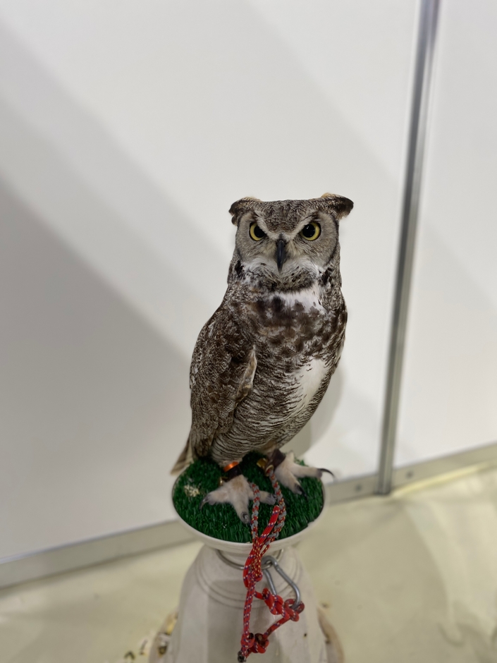 フクロウカフェ