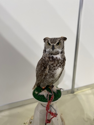 フクロウカフェ