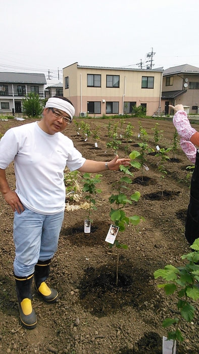 1年目仮植え